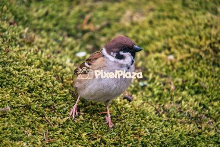 Eurasian Tree Sparrow Standing on Moss